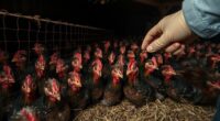 animal welfare in food