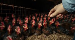 animal welfare in food