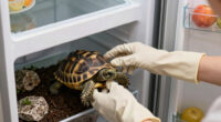 Waking up a tortoise after 5 month of hibernation in fridge